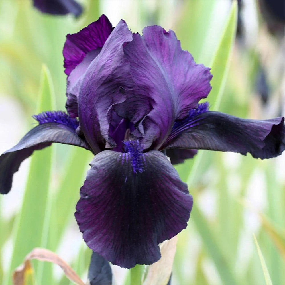 Iris Germanica (Stanjenel) Black Watch, flori mov-negru, crestere rapida, bulb plantat In ghiveci