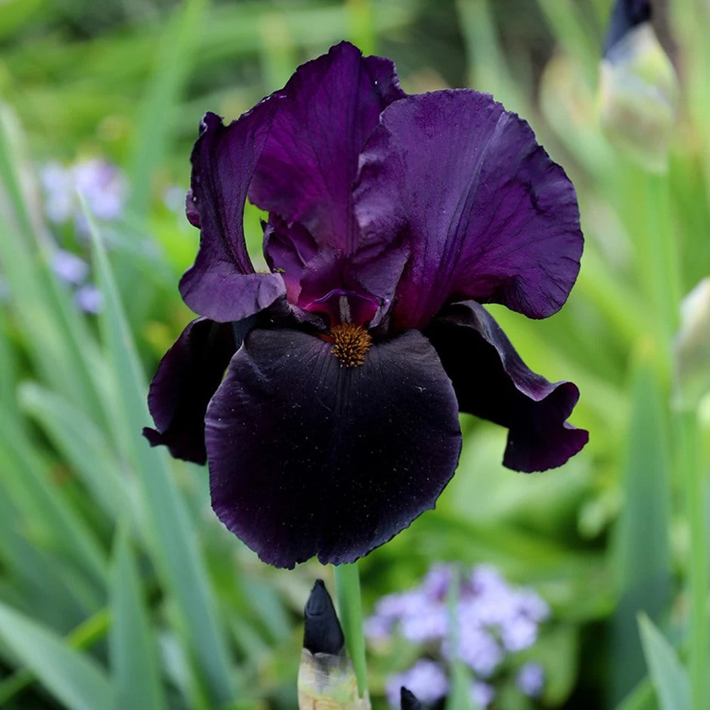 Iris Germanica (Stanjenel) Black Watch, flori mov-negru, crestere rapida, bulb plantat In ghiveci