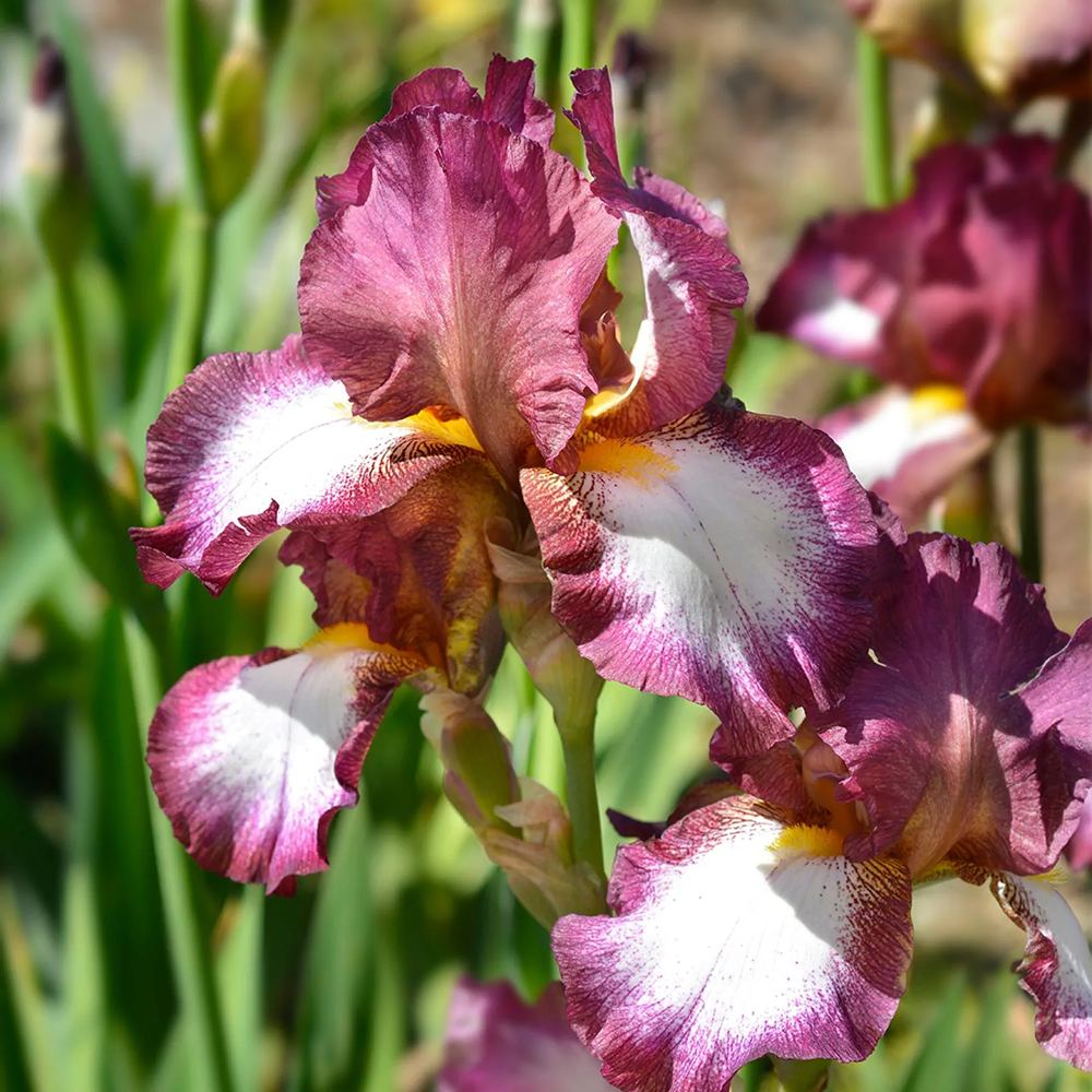Iris Germanica (Stanjenel) Crinoline, cu flori alb-crem cu borduri galbene si volanate, crestere rapida, bulb plantat In ghiveci