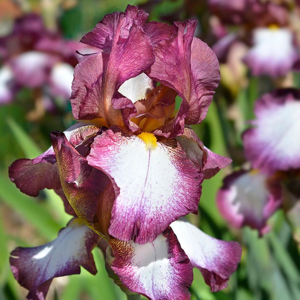 Iris Germanica (Stanjenel) Crinoline, cu flori alb-crem cu borduri galbene si volanate, crestere rapida, bulb plantat In ghiveci