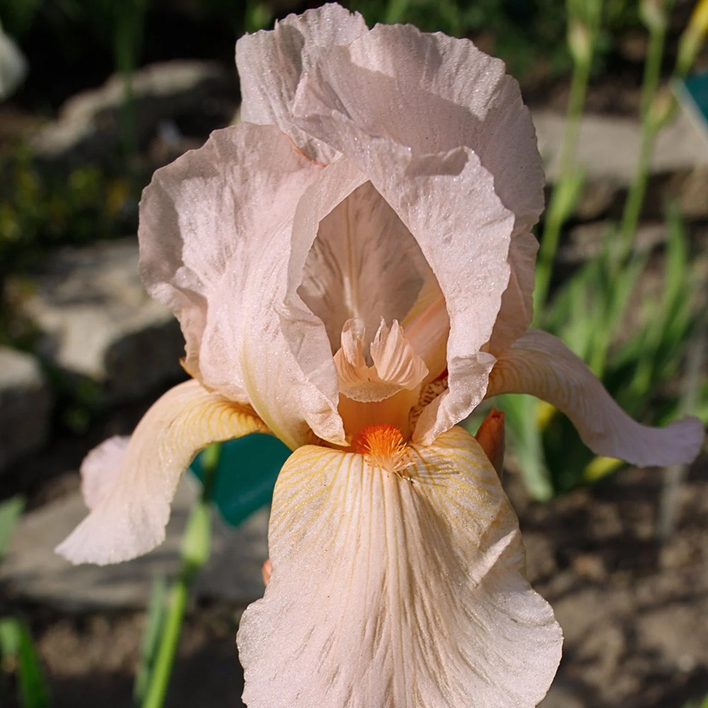 Iris Germanica (Stanjenel) Pink Empress, cu flori roz-delicat parfumate, crestere rapida, bulb plantat in ghiveci