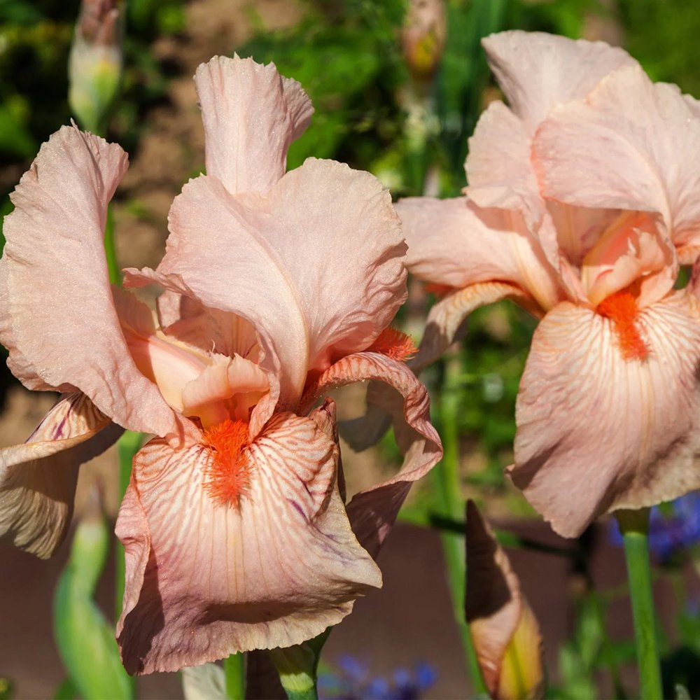 Iris Germanica (Stanjenel) Pink Empress, cu flori roz-delicat parfumate, crestere rapida, bulb plantat in ghiveci