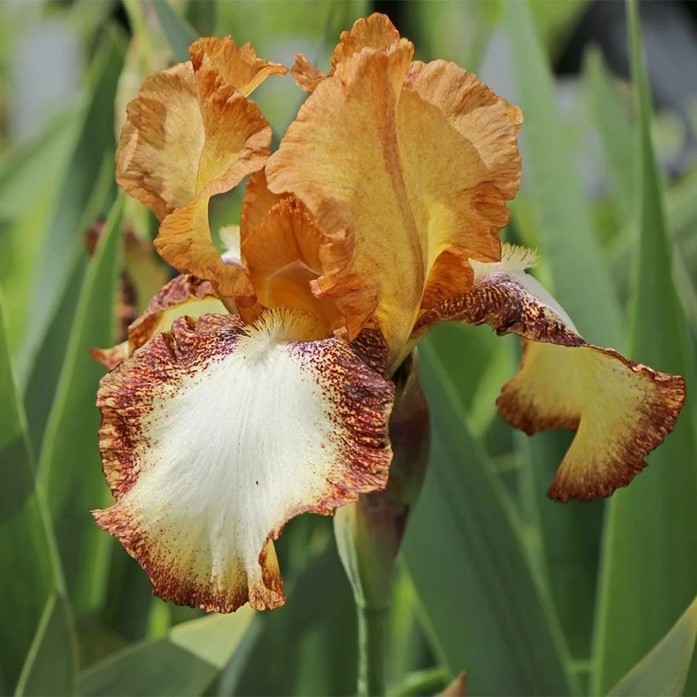 Iris Germanica (Stanjenel) Siva Siva, cu flori alb sidefat cu accente aurii parfumate, crestere rapida, bulb plantat in ghiveci