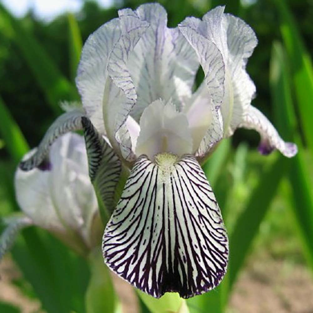 Iris Germanica (Stanjenel) Variegata Regina, cu flori albe si dungi violet parfumate, crestere rapida, bulb plantat in ghiveci