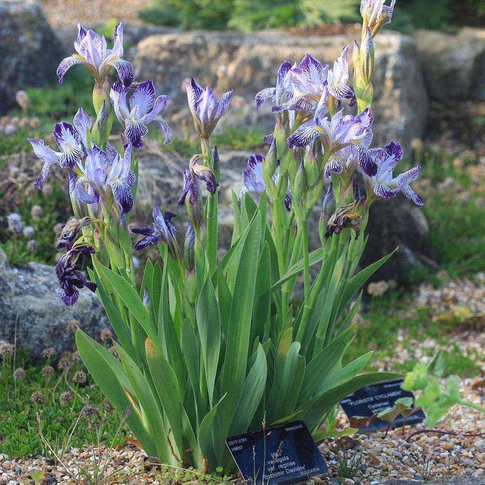Iris Germanica (Stanjenel) Variegata Regina, cu flori albe si dungi violet parfumate, crestere rapida, bulb plantat in ghiveci