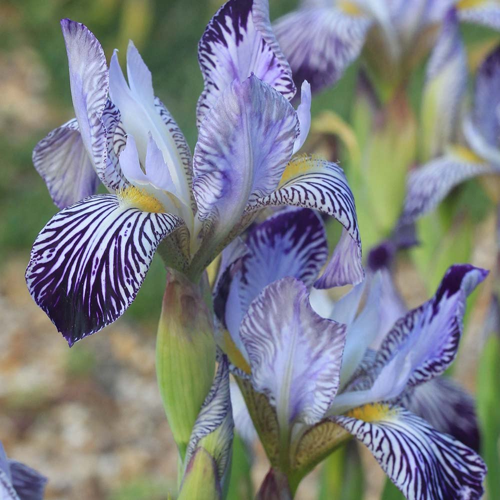 Iris Germanica (Stanjenel) Variegata Regina, cu flori albe si dungi violet parfumate, crestere rapida, bulb plantat in ghiveci