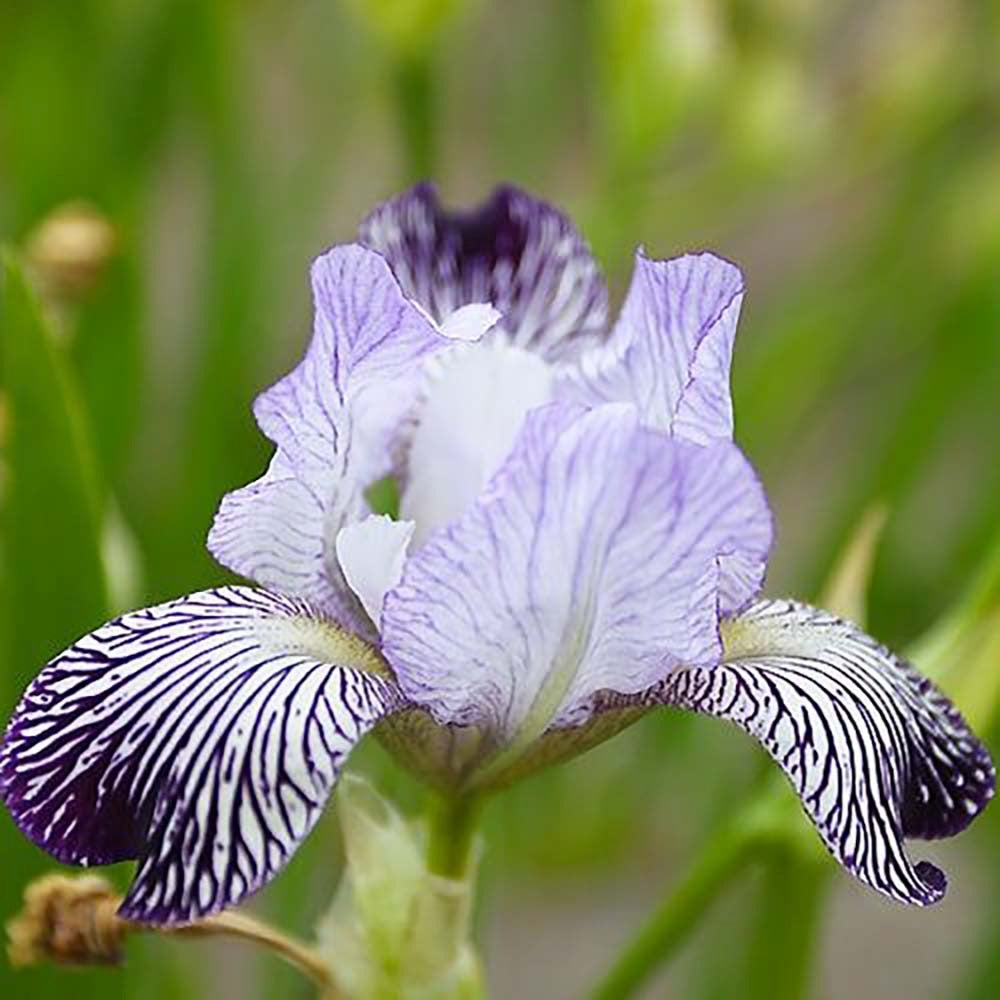 Iris Germanica (Stanjenel) Variegata Regina, cu flori albe si dungi violet parfumate, crestere rapida, bulb plantat in ghiveci