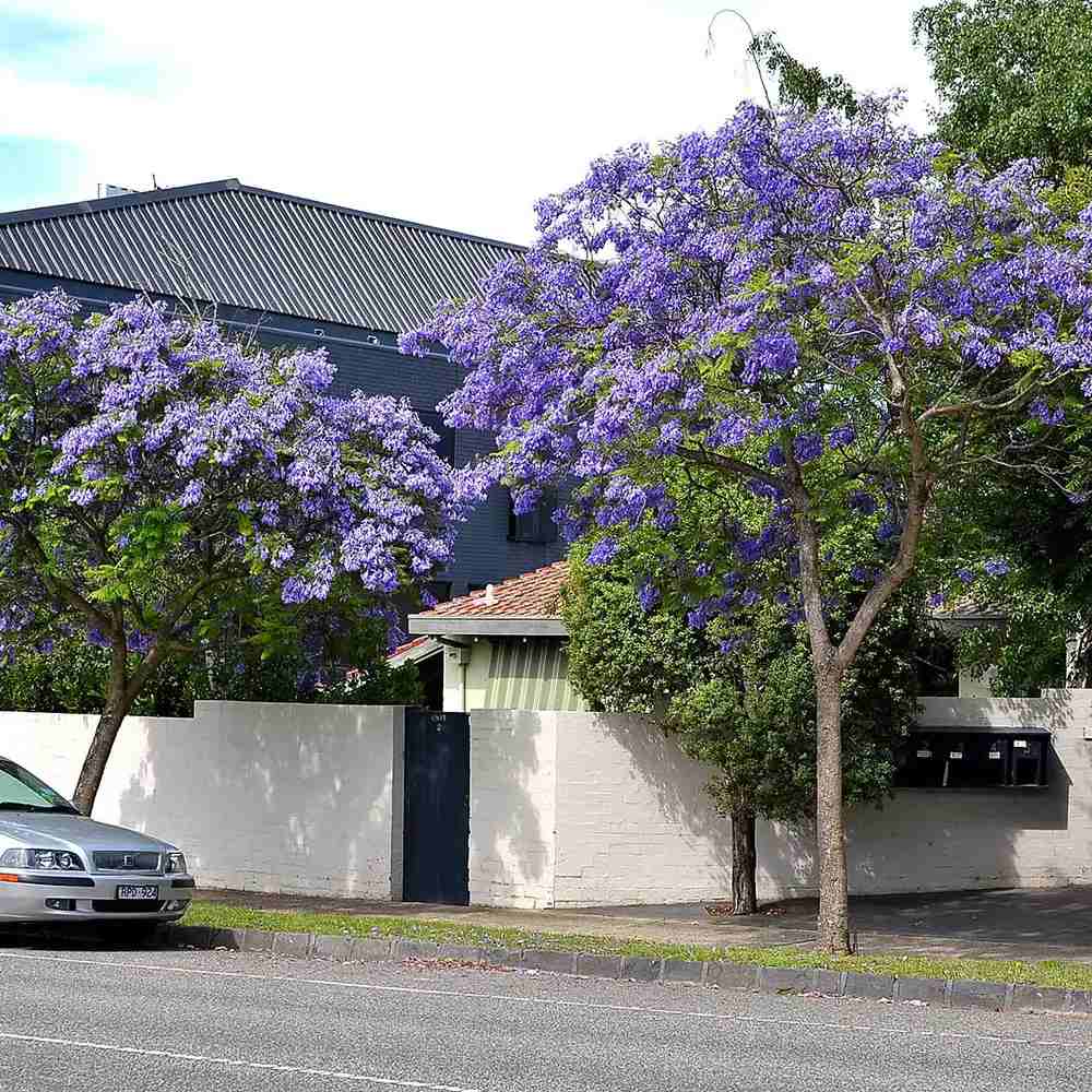 Copacul Violet Jacaranda, arbore exotic cu flori mov, pentru gradina sau terasa