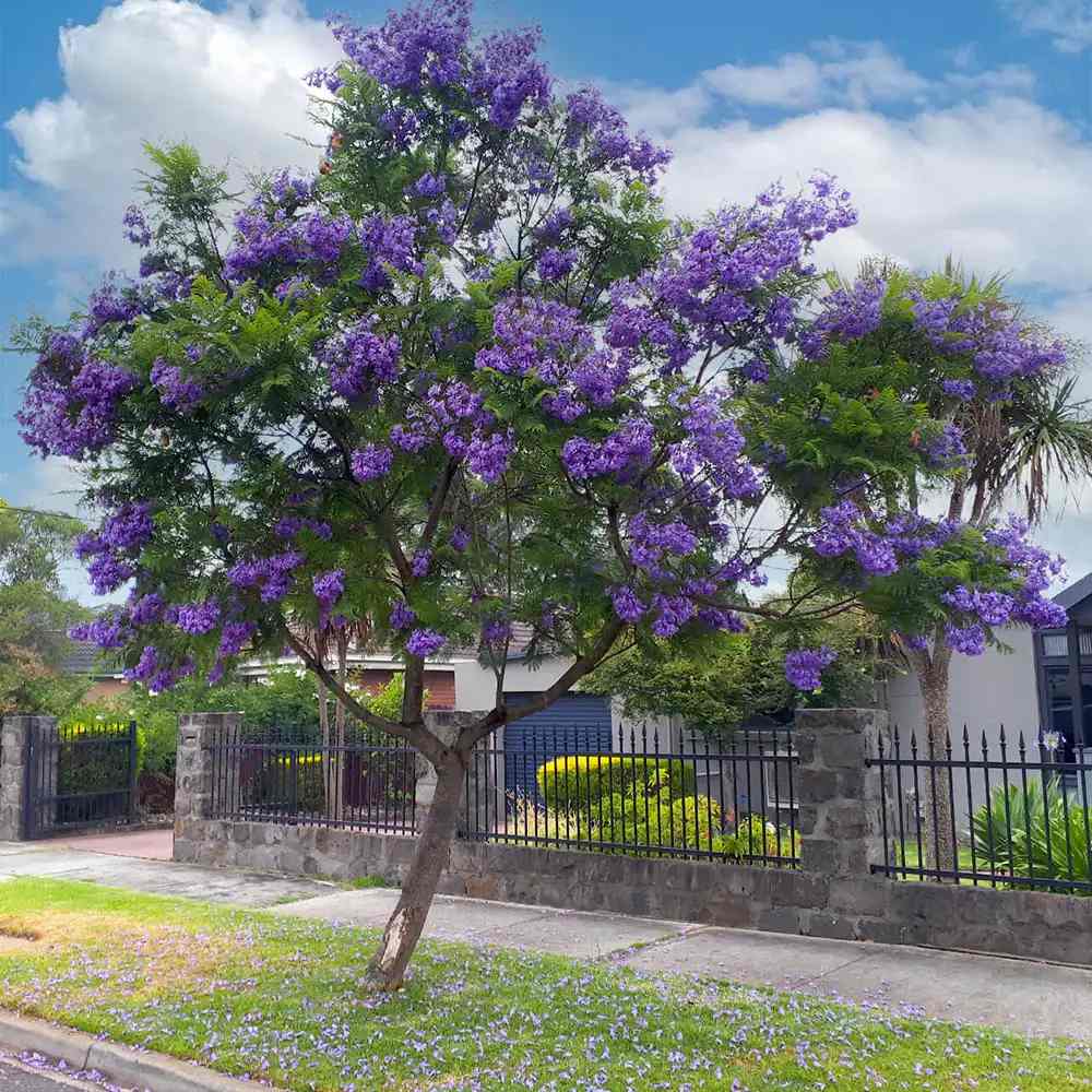 Copacul Violet Jacaranda, arbore exotic cu flori mov, pentru gradina sau terasa