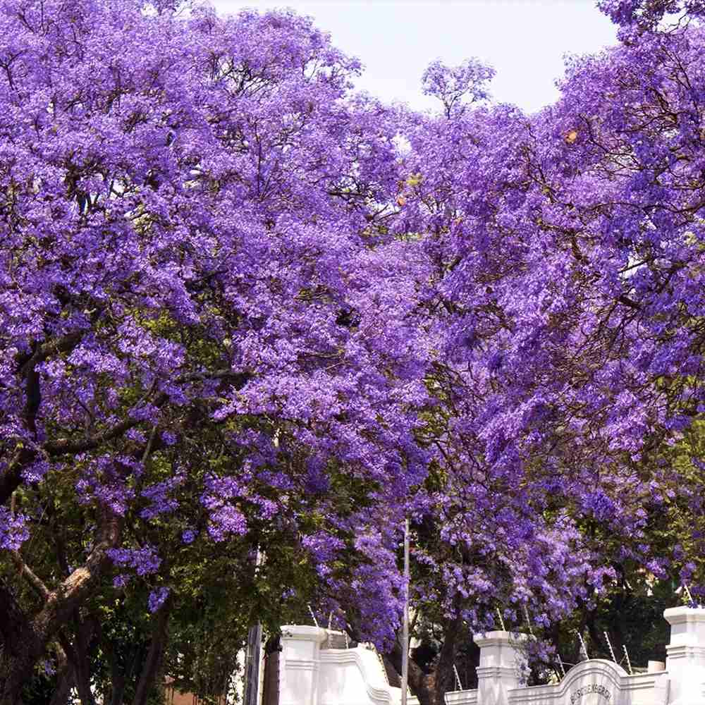 Copacul Violet Jacaranda, arbore exotic cu flori mov, pentru gradina sau terasa