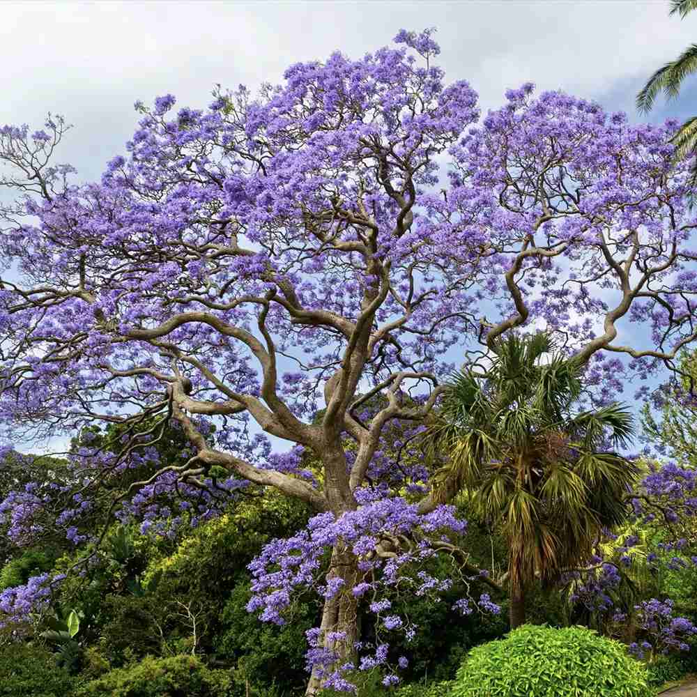 Copacul Violet Jacaranda, arbore exotic cu flori mov, pentru gradina sau terasa