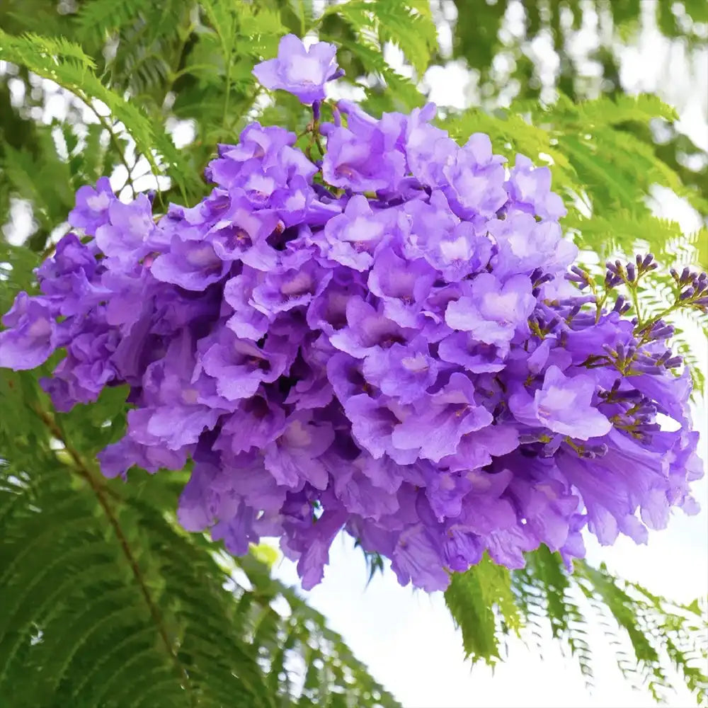Copacul Violet Jacaranda, arbore exotic cu flori mov, pentru gradina sau terasa