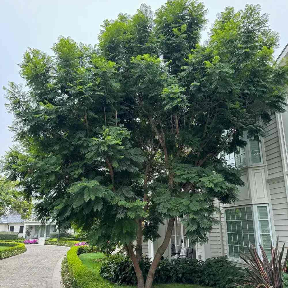 Copacul Violet Jacaranda, arbore exotic cu flori mov, pentru gradina sau terasa