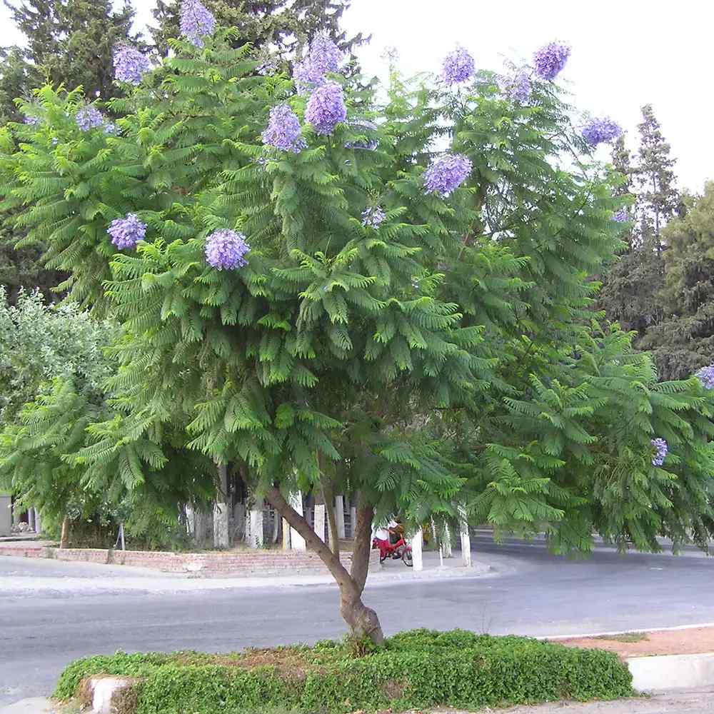 Copacul Violet Jacaranda, arbore exotic cu flori mov, pentru gradina sau terasa