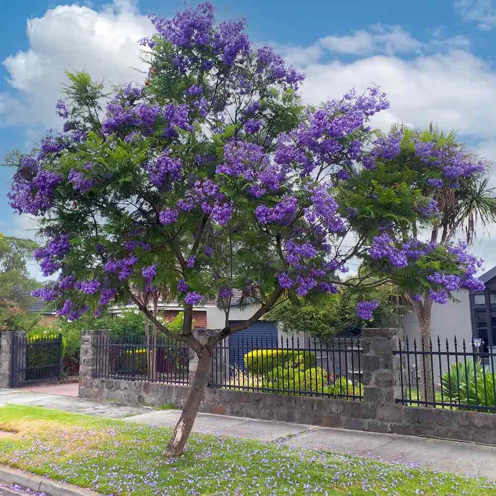 Copacul Violet Jacaranda, arbore exotic cu flori mov, pentru gradina sau terasa