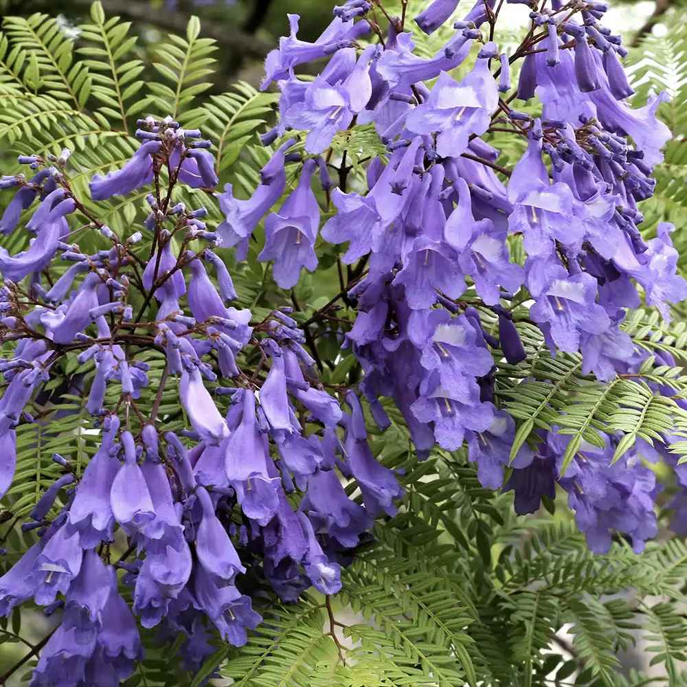 Copacul Violet Jacaranda, arbore exotic cu flori mov, pentru gradina sau terasa