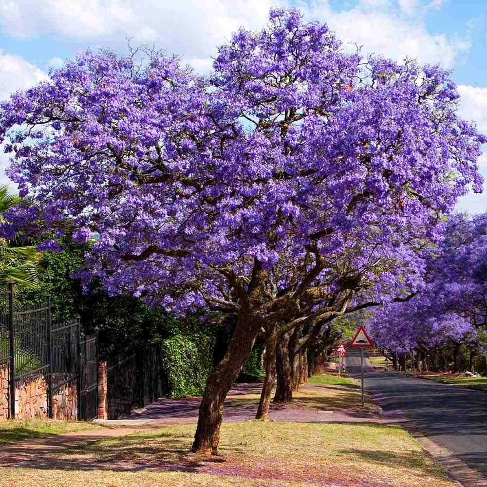 Copacul Violet Jacaranda, arbore exotic cu flori mov, pentru gradina sau terasa