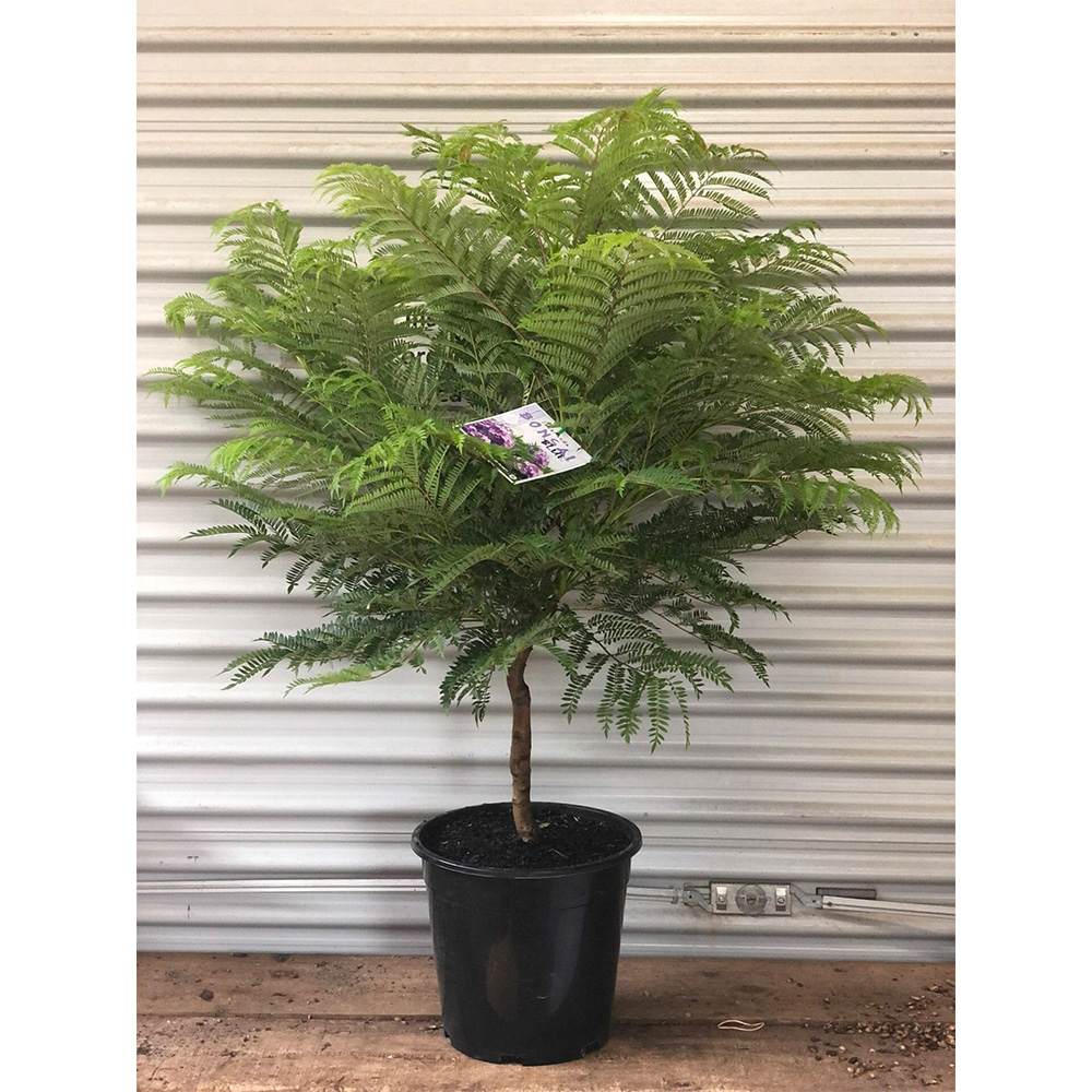 Copacul Violet Jacaranda, arbore exotic cu flori mov, pentru gradina sau terasa