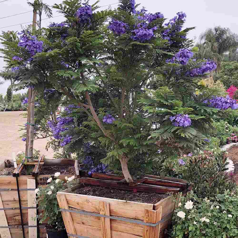 Copacul Violet Jacaranda, arbore exotic cu flori mov, pentru gradina sau terasa