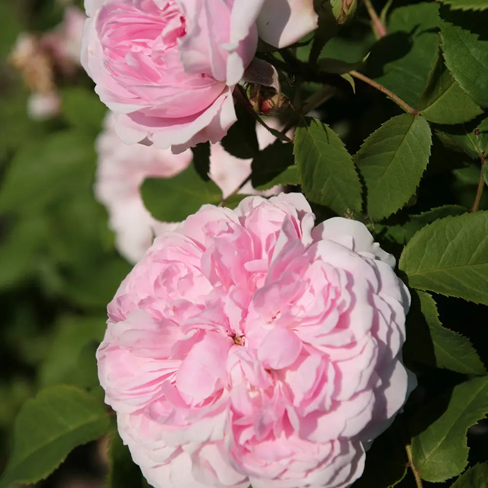 Trandafir Teahibrid roz-deschis Jaques Cartier, cu parfum intens si inflorire repetata