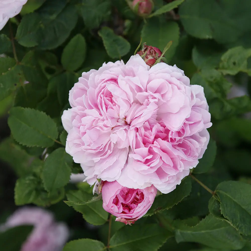 Trandafir Teahibrid roz-deschis Jaques Cartier, cu parfum intens si inflorire repetata