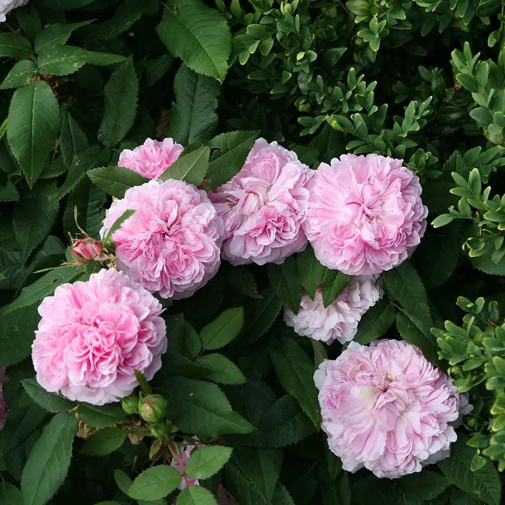 Trandafir Teahibrid roz-deschis Jaques Cartier, cu parfum intens si inflorire repetata