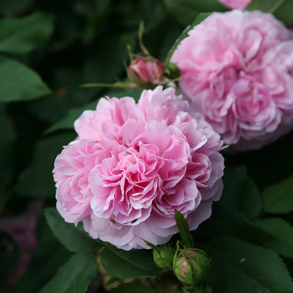 Trandafir Teahibrid roz-deschis Jaques Cartier, cu parfum intens si inflorire repetata