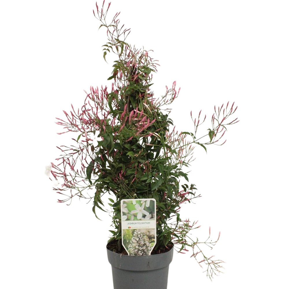 Iasomie de apartament (Jasminum polyanthum), cataratoare, parfum intens, planta decorativa pentru interior si terasa - 60 cm