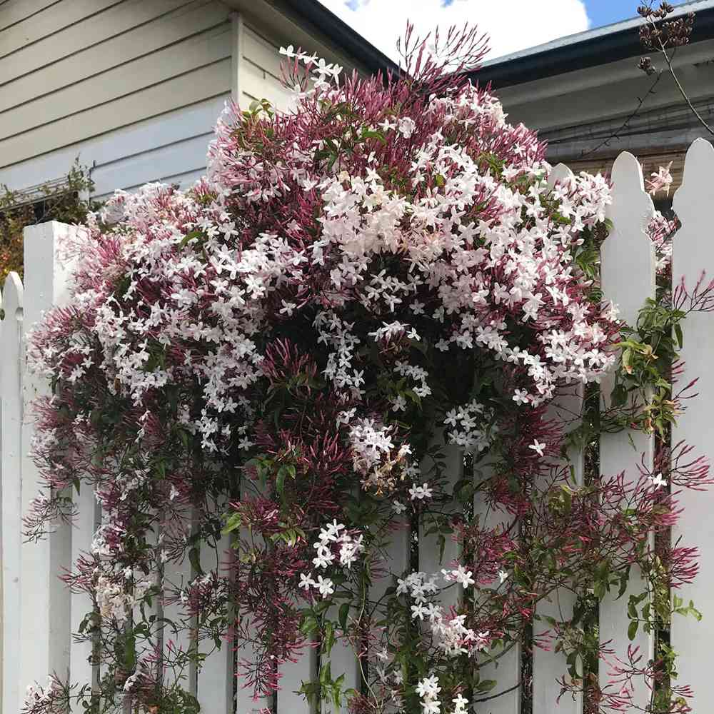 Iasomie de apartament (Jasminum polyanthum), cataratoare, parfum intens, planta decorativa pentru interior si terasa - 110 cm