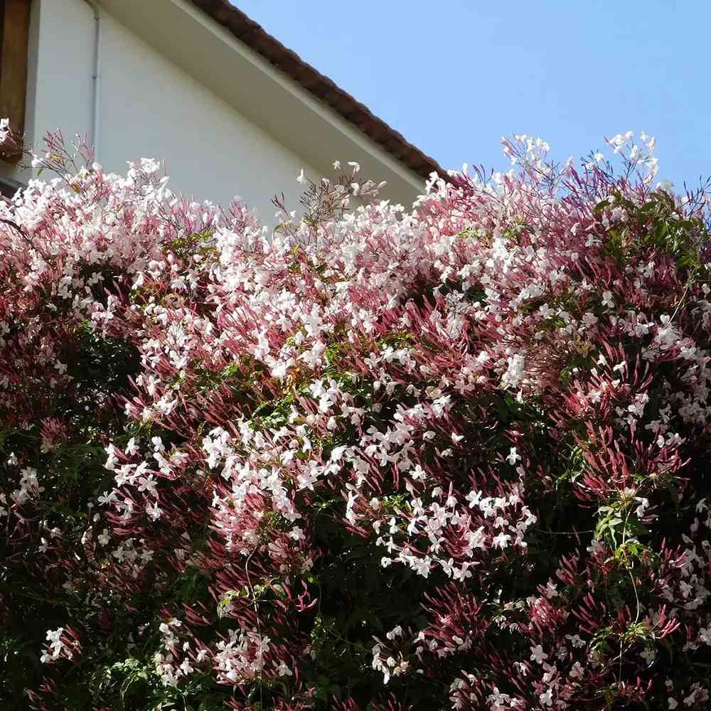 Iasomie de apartament (Jasminum polyanthum), cataratoare, parfum intens, planta decorativa pentru interior si terasa - 110 cm