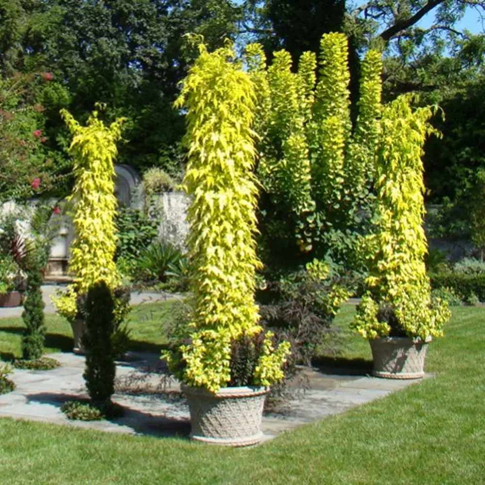Iasomie Galbena Sunbeam, planta cataratoare parfumata, vesnic verde, flori albe