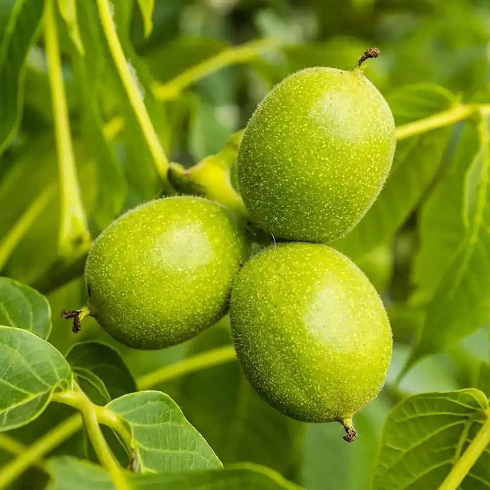 Nuc Regia Howard (Juglans Regia), cu gust dulce-untos, an 2 pe rod