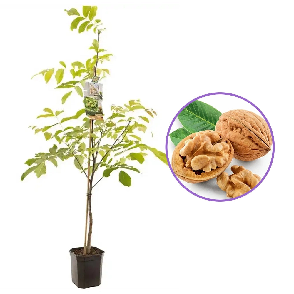 Nuc Regia Howard (Juglans Regia), cu gust dulce-untos, an 2 pe rod