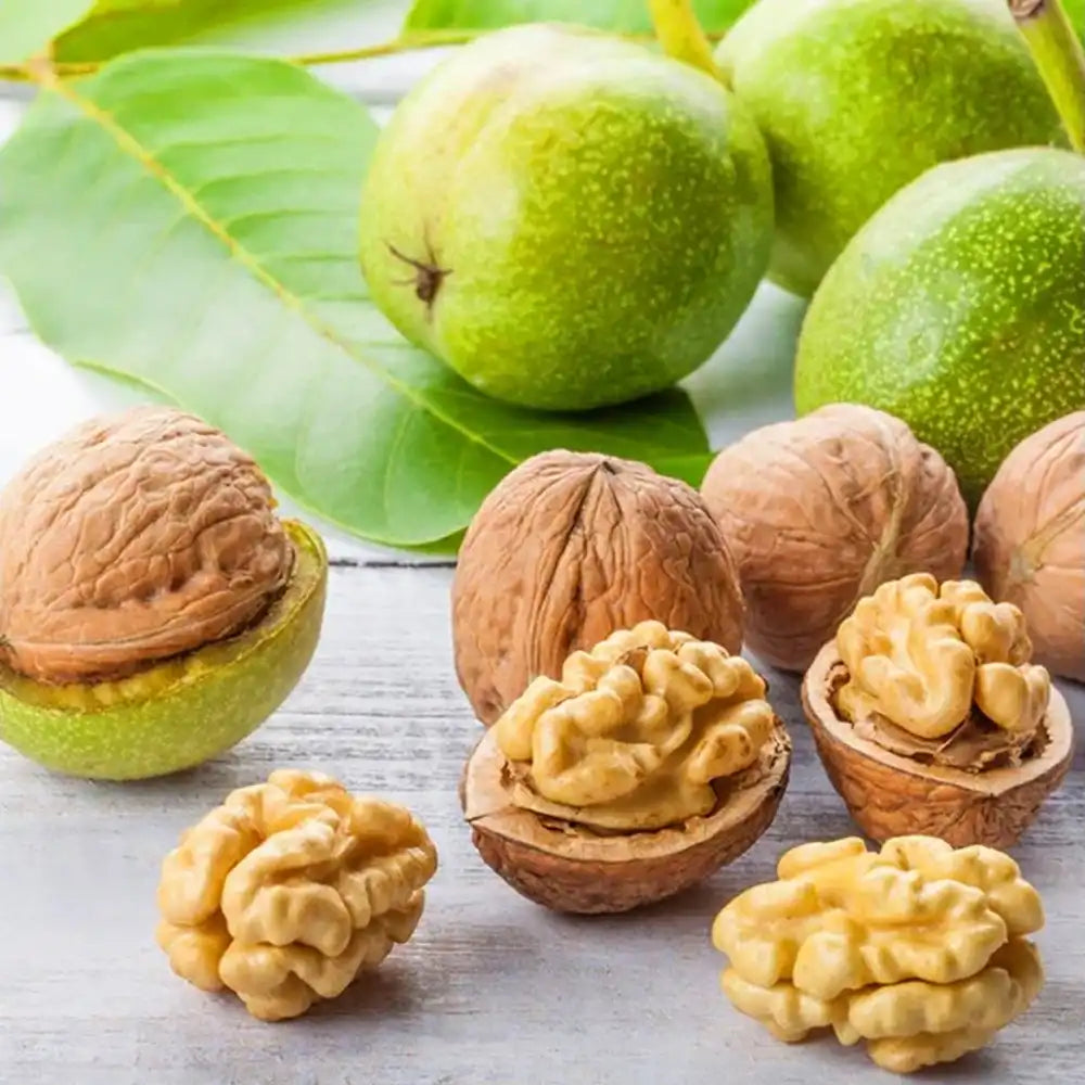 Nuc Regia Lara (Juglans Regia), cu gust dulce-untos, an 2 pe rod