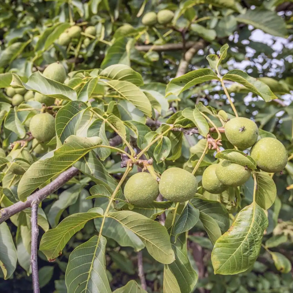 Nuc Regia Lara (Juglans Regia), cu gust dulce-untos, an 2 pe rod