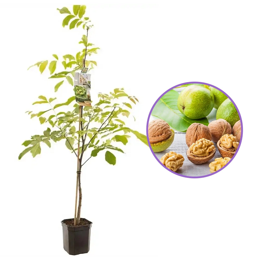 Nuc Regia Lara (Juglans Regia), cu gust dulce-untos, an 2 pe rod