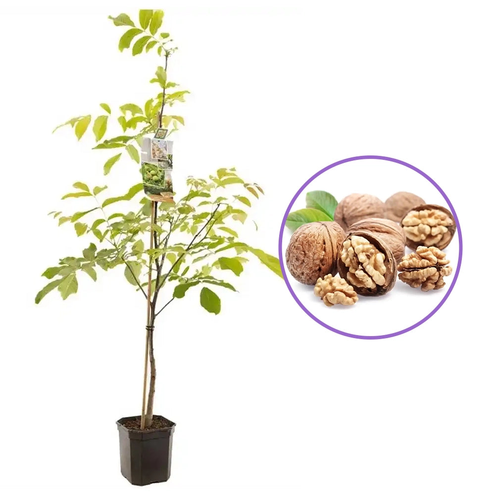 Nuc Regia Fernor (Juglans Regia), cu gust dulce-cremos, an 2 pe rod