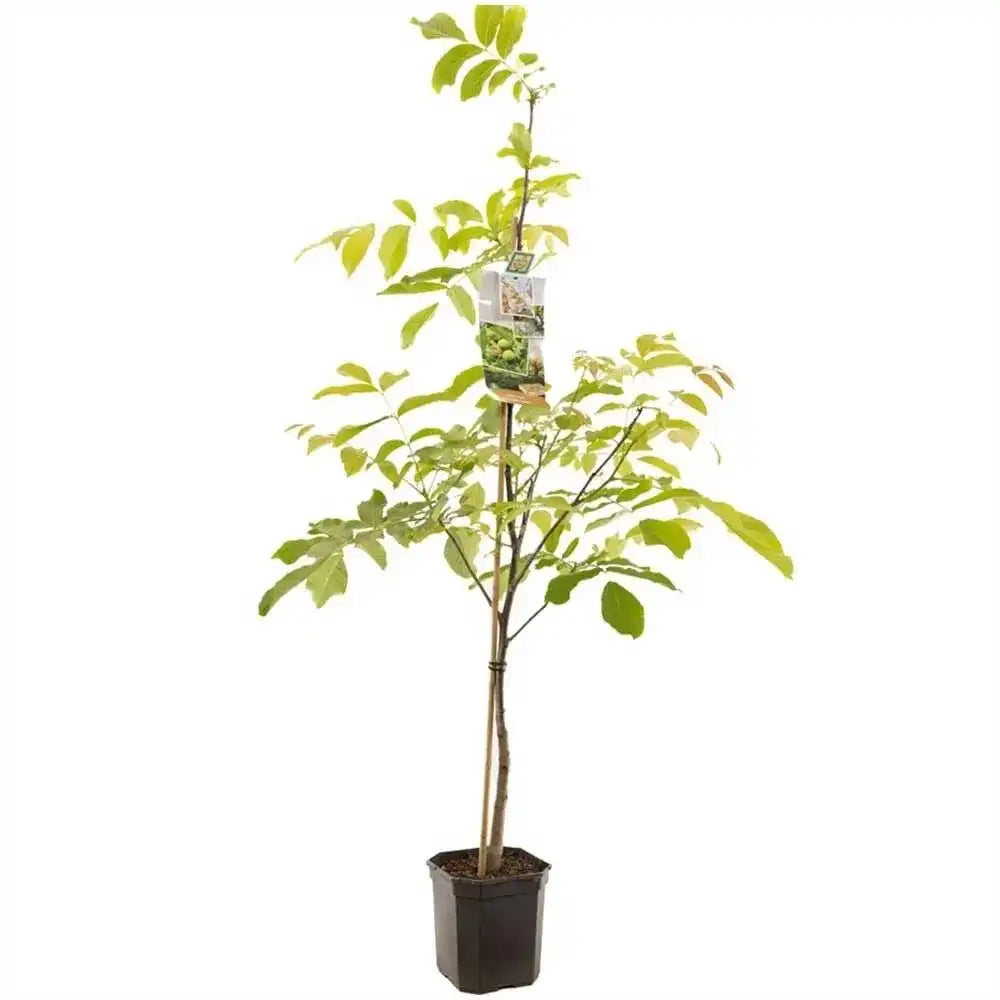 Nuc Regia Franquette (Juglans Regia), cu gust dulce-untos, an 2 pe rod