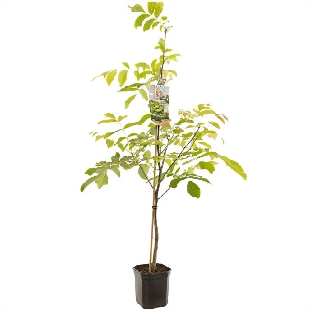 Nuc Regia Di Sorrento (Juglans Regia), cu gust dulce-cremos, 2 pe rod