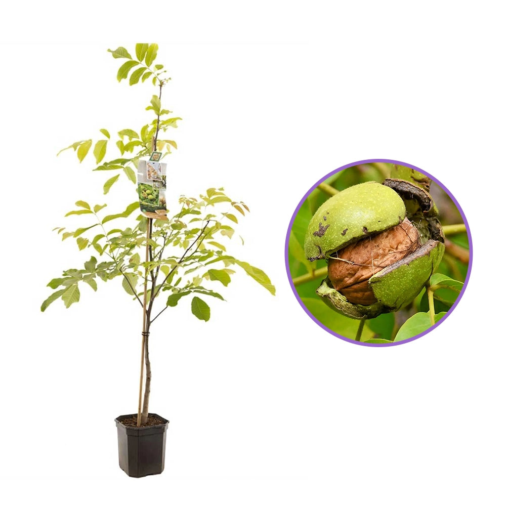 Nuc Regia Di Sorrento (Juglans Regia), cu gust dulce-cremos, 2 pe rod