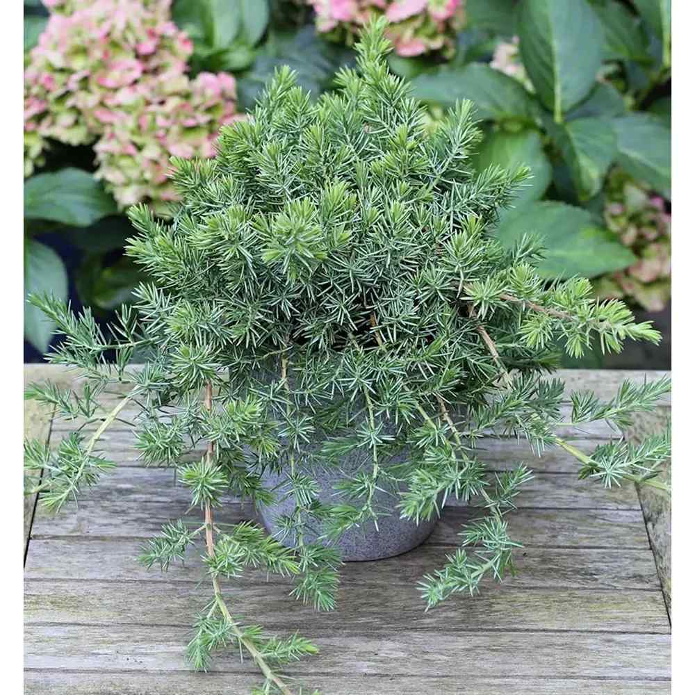 Ienupar Blue Pacific, tarator, conifer cu frunzis albastru-verzui, robust, ideal pentru taluzuri si stancarii