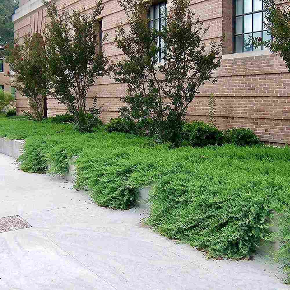 Ienupar Blue Pacific, tarator, conifer cu frunzis albastru-verzui, robust, ideal pentru taluzuri si stancarii