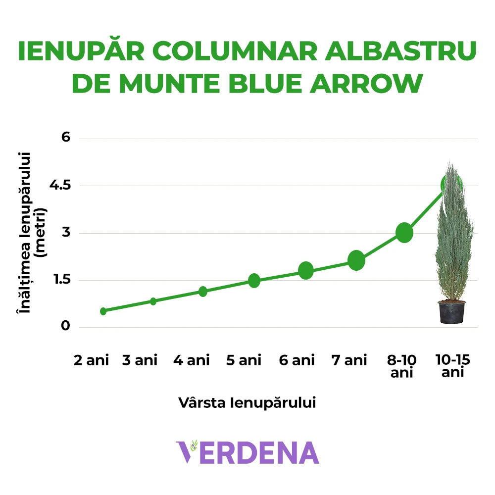 Ienupar columnar albastru de Munte Blue Arrow, conifer albastru decorativ, rezistent la ger, ideal pentru spatii inguste