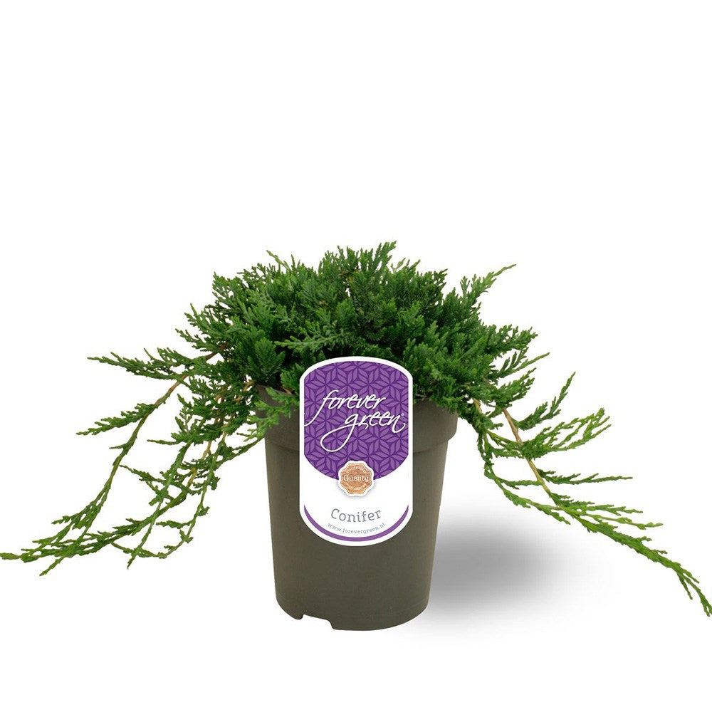 Ienupar Wiltonii, tarator, frunzis albastru argintiu, formeaza covoare dense, Ideal taluzuri si stancarii