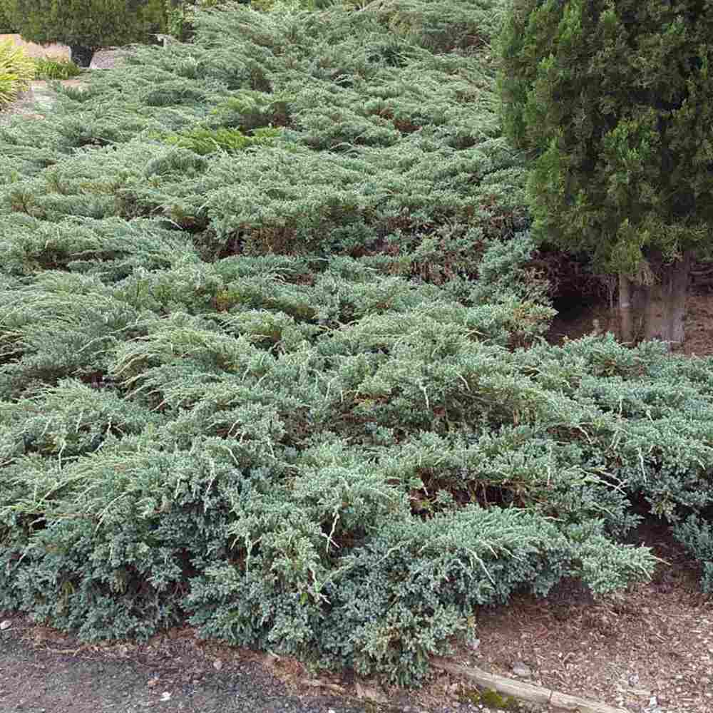 Ienupar Wiltonii, tarator, frunzis albastru argintiu, formeaza covoare dense, Ideal taluzuri si stancarii