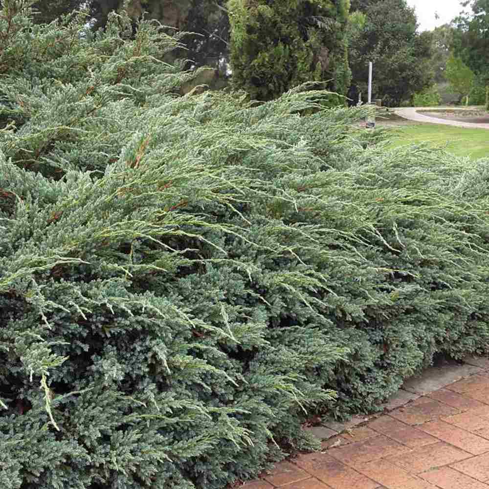 Ienupar Wiltonii, tarator, frunzis albastru argintiu, formeaza covoare dense, Ideal taluzuri si stancarii