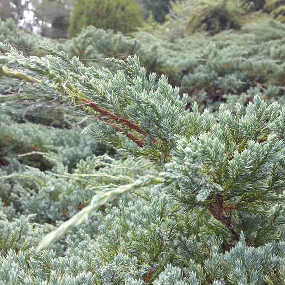 Ienupar Wiltonii, tarator, frunzis albastru argintiu, formeaza covoare dense, Ideal taluzuri si stancarii