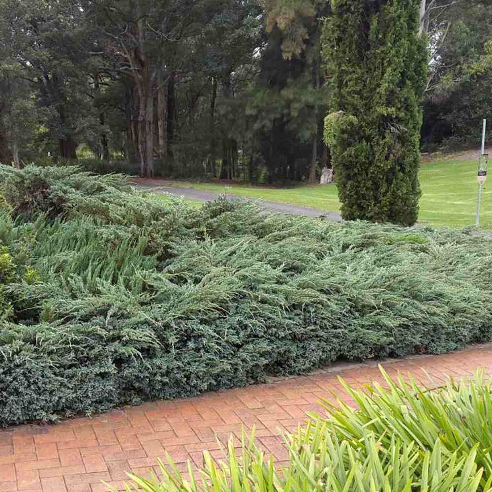 Ienupar Wiltonii, tarator, frunzis albastru argintiu, formeaza covoare dense, Ideal taluzuri si stancarii