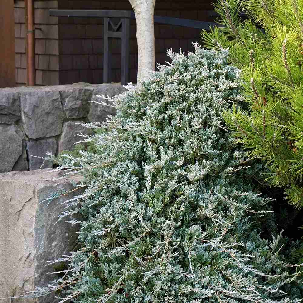 Ienupar Wiltonii, tarator, frunzis albastru argintiu, formeaza covoare dense, Ideal taluzuri si stancarii