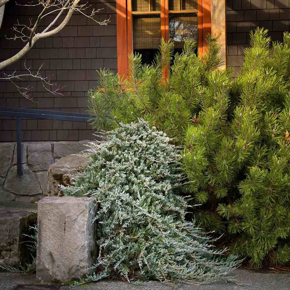 Ienupar Wiltonii, tarator, frunzis albastru argintiu, formeaza covoare dense, Ideal taluzuri si stancarii